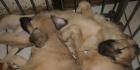 2 Kangalwelpen . suchen dringend