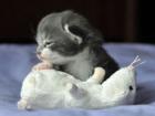 Unser Norweger-Kater Trio Werner Andi und Eckat