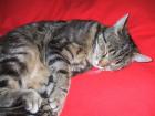 Joy unsere schwarz-grau getiegerte Katze wird vermisst