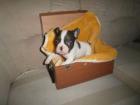 Von unseren 6 Französischen Bulldoggen suchen noch 4 ein zuhause wir kommen aus