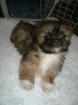 Shih Tzu Hündin reinr. Welpe