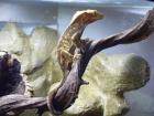 5. 0 R. ciliatus günstig abzugeben