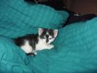 Babykatze männlich 6 Wochen alt ab sofort abzugeben