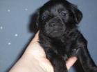 Kleinbleibende Hundebabys suchen ein liebevolles zuhause
