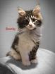 Zauberhafte Maine coon Mix Kitten