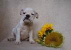 Englische Bulldogge wir haben wieder Welpen zu vergeben -siehe Webseite