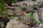 Griechische Landschildkröten Nachzucht aus 2022 CITES-Zertifikat vorhanden