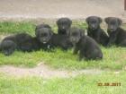 7 süsse schwarzen Labrador Babys zvk mit gratis Lieferung