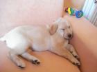 Labrador zu verkaufen ist am 05. 08. 2022 geboren ist weiblich