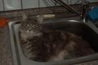 Wegen Zuchtaufgabe wunderschöne Maine Coon Dame