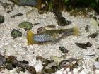 Perugiakärpflinge / Limia perugiae