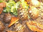 Griechische Landschildkröten NZ 2022