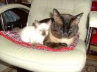 Super süßes Siam Thai Katzen Baby Männchen Kater
