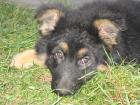Altdeutscher Schäferhund Welpe Hündin 10 Wochen