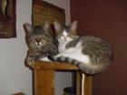 2Kater abzugeben