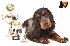 Internationale Rassenhundeausstellung des FRZ e. V Dream Dog Cup Sieger 2022