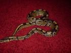 Königspython Python Regius 1 10m lang ca. 2 5 Jahre jung Häutet u. frisst gut