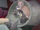 3 Süße BKH-Kitten suchen ein neues liebevolles zu Hause