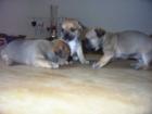 Chihuahua - Welpen