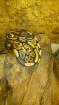 Königspythons Het Piebald / Het Albino 1 0 Yellow Belly