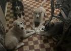 Husky Mix Welpen