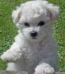 5 Bichon a poil Fris Welpen