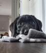 Labradorwelpe sucht ein Heim auf Lebenszeit