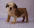 Englische Bulldogge Sie suchen Ihren Traumhund