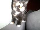 5 Katzenbabys suchen liebevolles zuhause