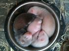 Frettchenbabys zu verkaufen