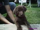 Braune labrador welpen