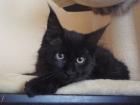 Hübsche Maine Coon Kitten mit Stammbaum