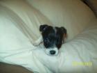Chihuahua-Pinscher Welpe 12 Wochen alt