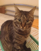 Kater vermisst in Nürnberg Hohe Marter