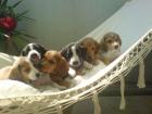 Beagle- Mix- Welpen sechs prachtvolle Schlappohren zu verkaufen