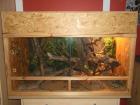 Bartagamen mit Terrarium incl. DEKO Beleuchtung und Futter zu verkaufen