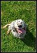 Gemma English Setter Mix Das Halsband war so eng dass es bei jeder Bewegung
