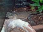 Nackenstachler - Acanthosaura capra