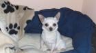 Chihuahua Dame