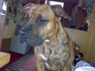 Stafford-Boxermixwelpen