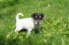 2 süße Jack Russel mädchen Welpen
