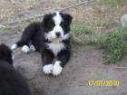 Border Collie Welpen