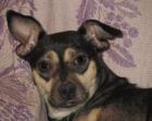 Martha Pinscher -Mix aus der Ukraine hat ihren Pflegeplatz nur für 4 Wochen. W