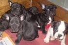 Französisch Bulldog -zuletzt schwarz Rüde - 9wochen - 390Euro