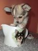 Bildhübscher Chihuahua Welpe mit VDH Papieren