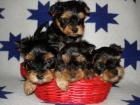 4 wunderschöne und reinrassige Yorkshire Terrier Babys
