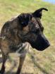 Murat . Holländischer Schäferhund Mix