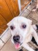Marylou sucht ein zuhause