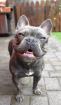 Französische Bulldogge Blue