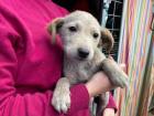 Hundejunge Faramir